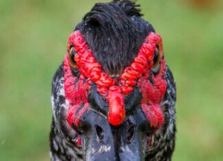 a close up of a bird with red feathers