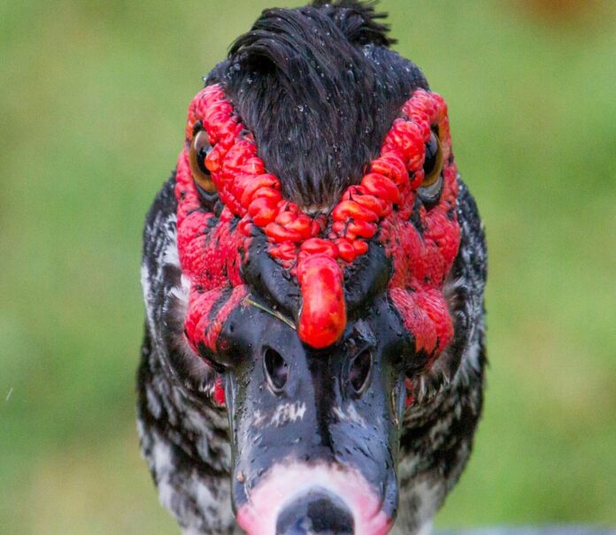 a close up of a bird with red feathers