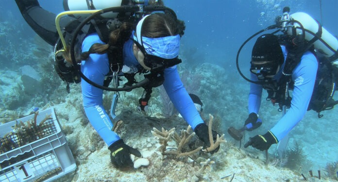 two scuba divers examine corals on a coral reef