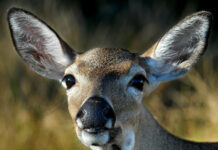 a close up of a deer's face with grass in the background