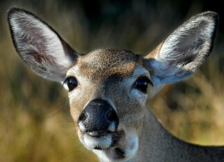 a close up of a deer's face with grass in the background