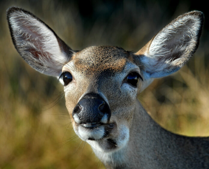 a close up of a deer's face with grass in the background