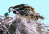 a bird is sitting on top of a nest