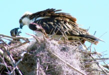 a bird is sitting on top of a nest