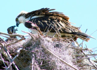 a bird is sitting on top of a nest