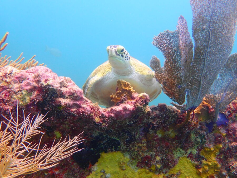 a sea turtle swimming over a colorful coral reef