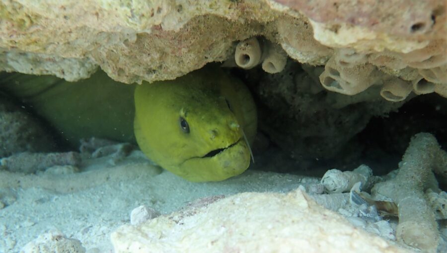 a close up of a small green animal under a rock