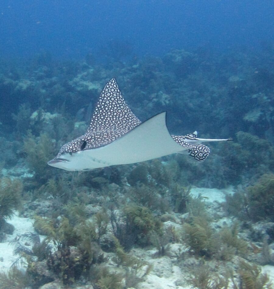 a manta ray swimming over a sandy ocean floor