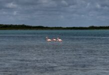 a group of flamingos wading in a body of water