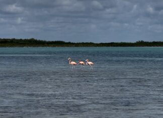 a group of flamingos wading in a body of water