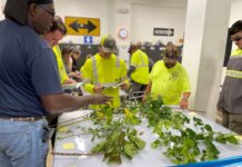 a group of men standing around a table covered in plants