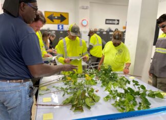 a group of men standing around a table covered in plants