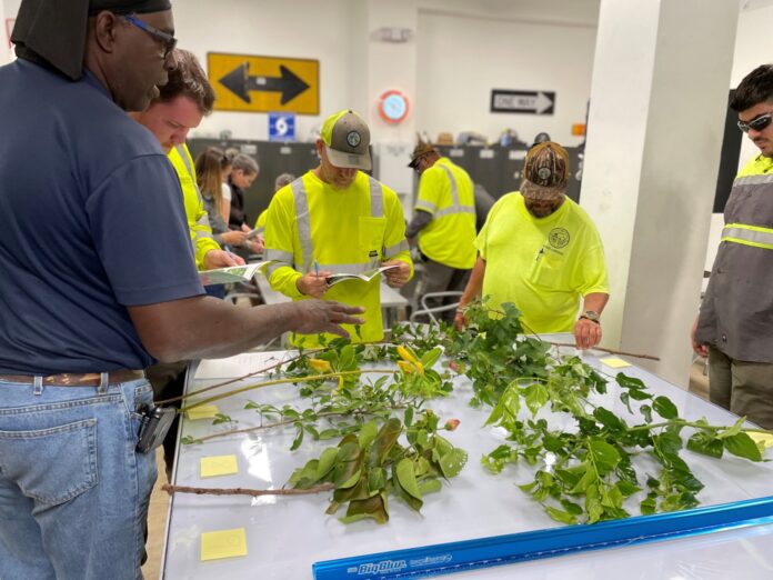 a group of men standing around a table covered in plants