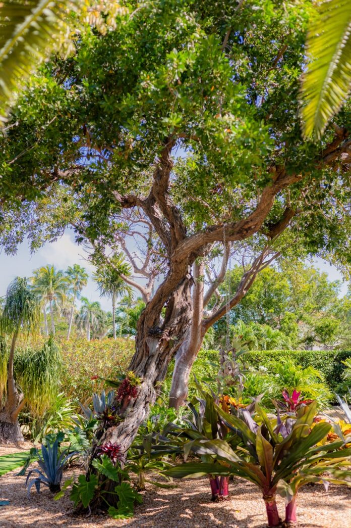 a large tree in the middle of a garden