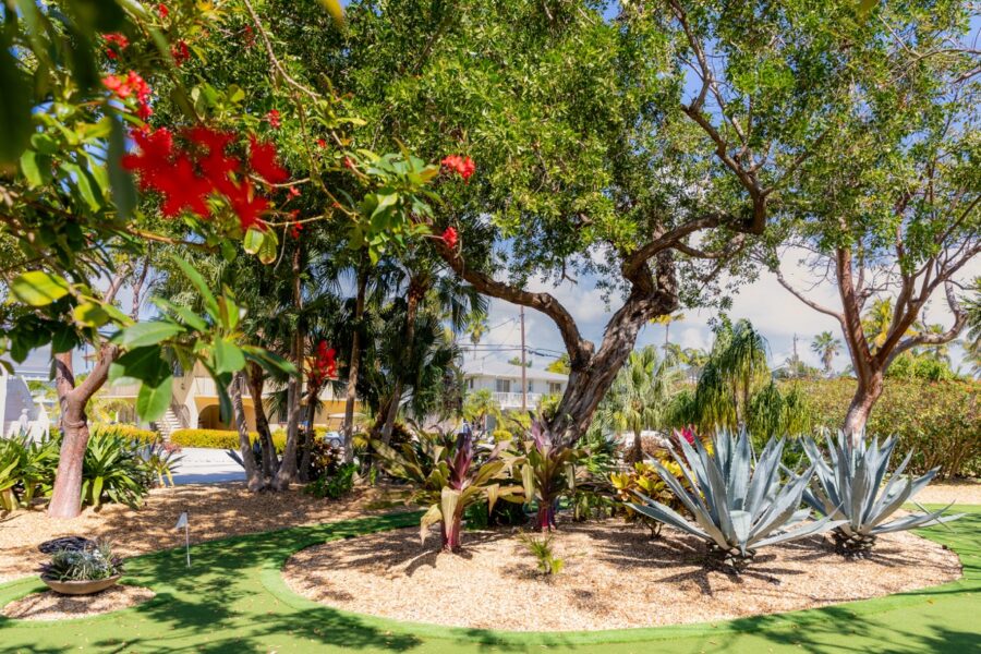 a garden with lots of plants and trees