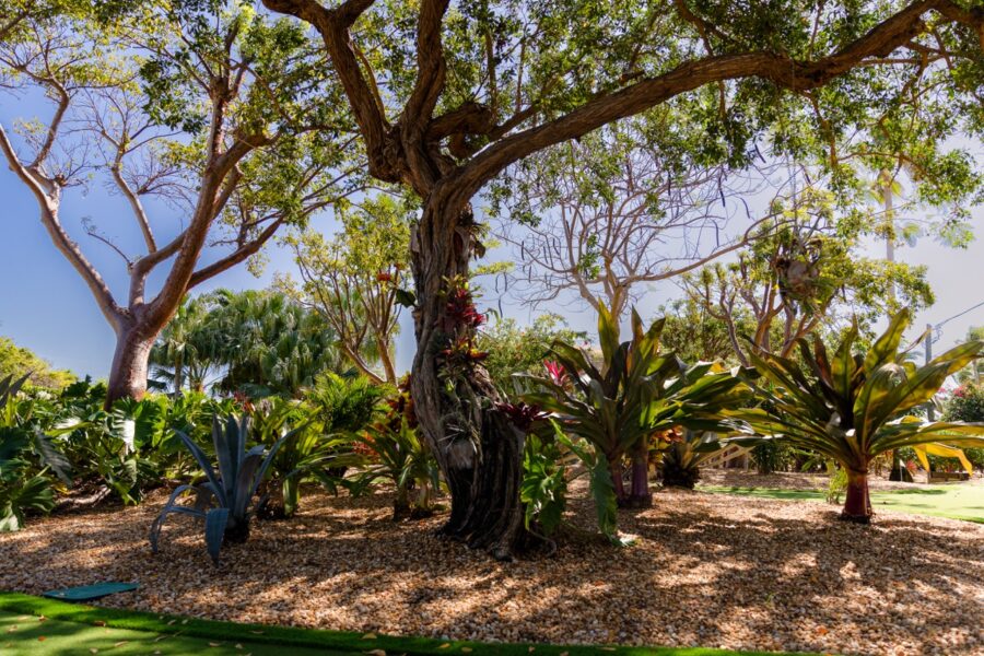 a large tree in the middle of a park