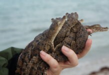 a person holding a small alligator on the beach