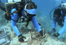 two scuba divers examine corals on a coral reef