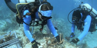 two scuba divers examine corals on a coral reef