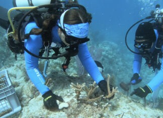 two scuba divers examine corals on a coral reef