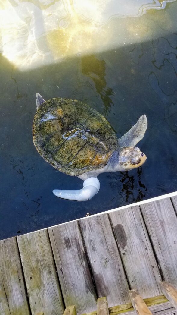 a turtle swimming in a pond next to a wooden dock