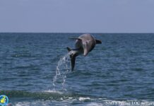 a dolphin is jumping out of the water