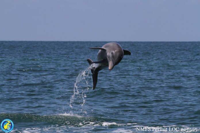 a dolphin is jumping out of the water