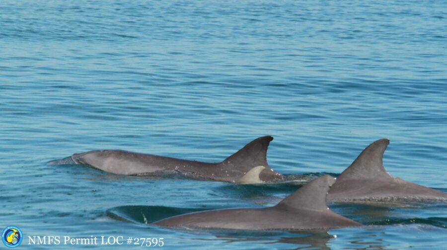 a group of dolphins swimming in the ocean