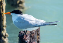 a black and white bird sitting on a wooden post