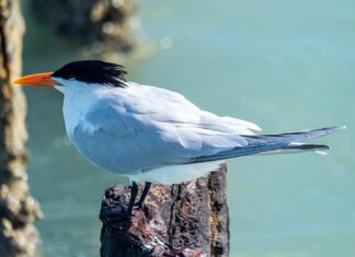 a black and white bird sitting on a wooden post