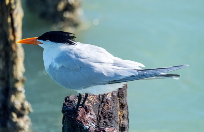 a black and white bird sitting on a wooden post