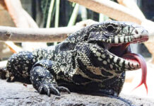 a large lizard with its mouth open on a rock