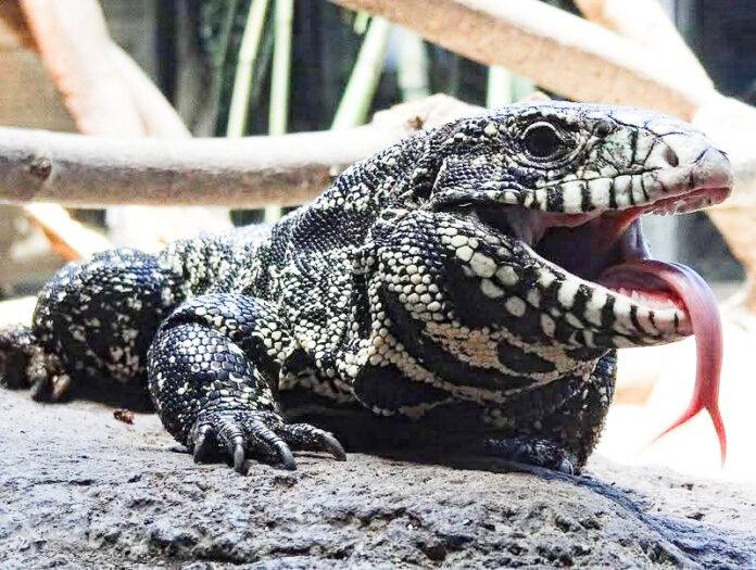 a large lizard with its mouth open on a rock