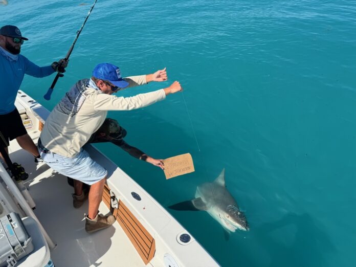 IMG_6350 two men on a boat with a shark in the water