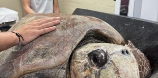 a large turtle being held by a man