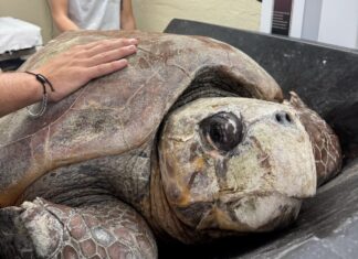 a large turtle being held by a man