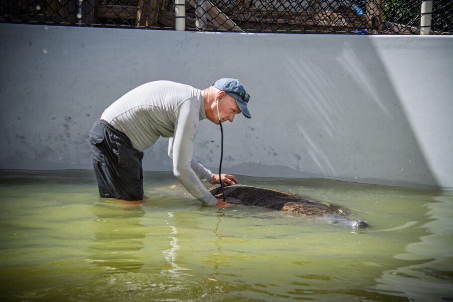 a man standing in water next to a dead animal
