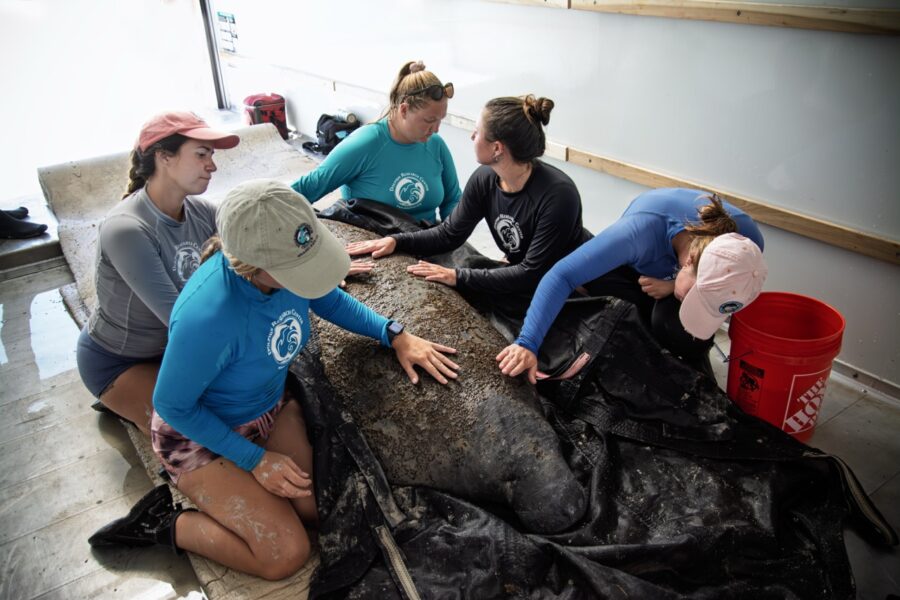 a group of people standing around a dead whale