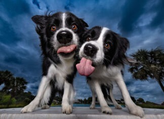 RENOWNED ‘DOGTOGRAPHER’ KAYLEE GREER’S FOUNDATION BEGINS TOUR WITH SHELTER DOGS IN KEY LARGO two black and white dogs standing next to each other