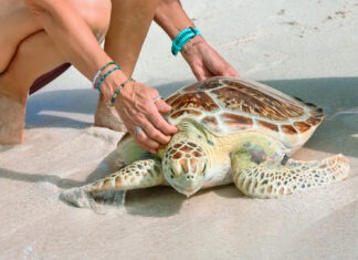 a woman kneeling down to pet a turtle on the beach
