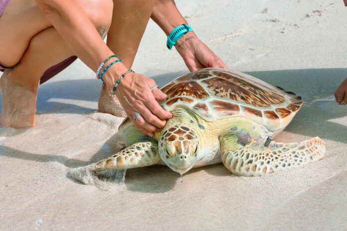 FLKeysEarthDayTurtleRelease02 a woman kneeling down to pet a turtle on the beach