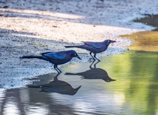 a couple of birds that are standing in the sand