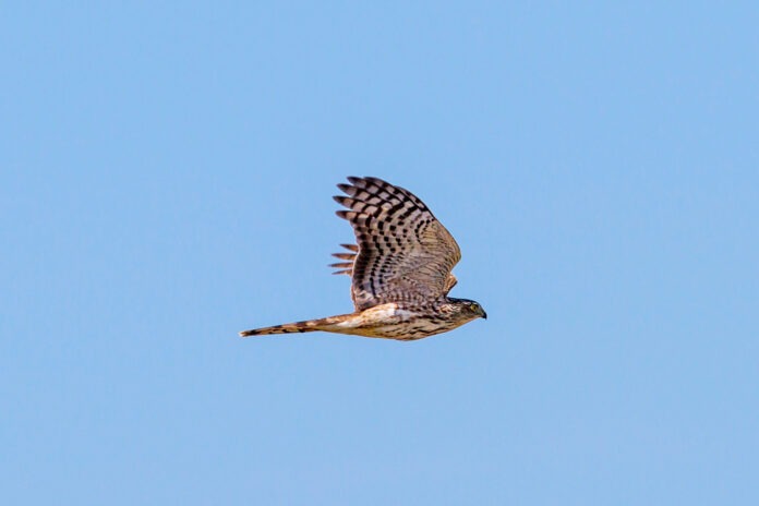 a bird flying through a blue sky on a sunny day
