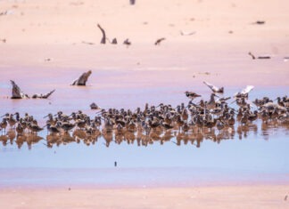 a flock of birds standing on top of a sandy beach