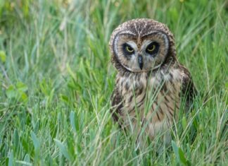 an owl is sitting in the tall grass