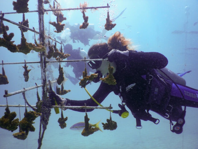 a woman scubas in the ocean with a lot of fish