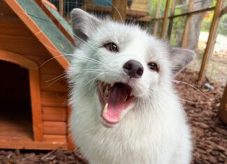 a white dog standing in front of a wooden dog house