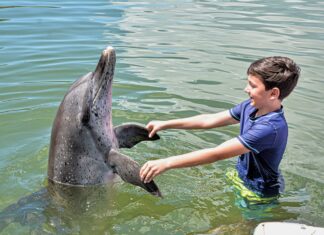a young boy is petting a dolphin in the water