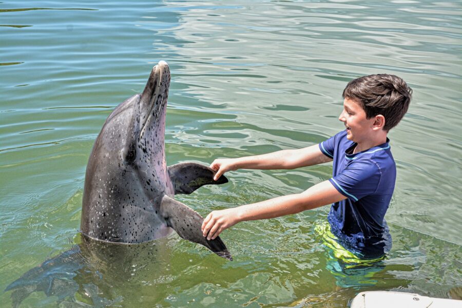 a young boy is petting a dolphin in the water