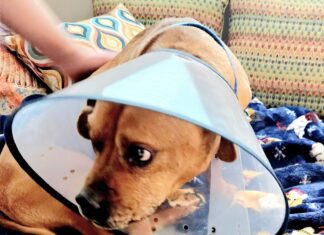 a dog wearing a cone on its head